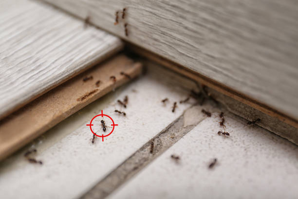 Best Pest Inspection Near Me  in Ridgway, PA