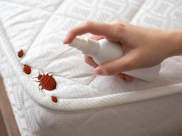 Best Local Pest Control Services  in Ridgway, PA