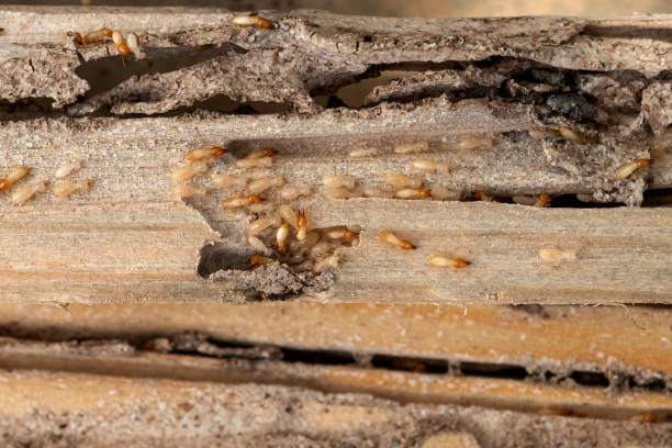 Best Pest Control Treatment  in Ridgway, PA