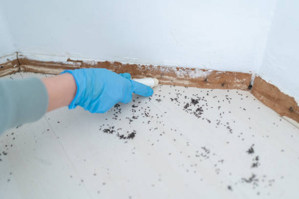Best Mosquito Control Services  in Ridgway, PA